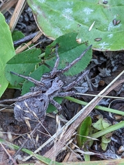 Alopecosa inquilina