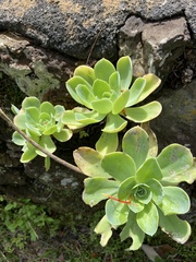 Echeveria secunda
