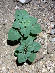 Datura discolor
