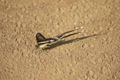 Lamproptera curius