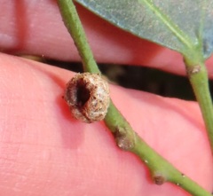 Aphidomorpha