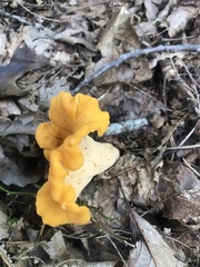 Cantharellus lateritius