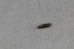 Hydroptilidae