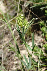 Trigonella spicata
