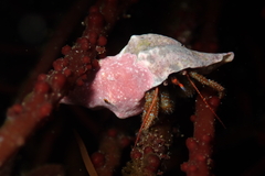 Pagurus granosimanus