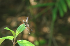 Lamproptera curius