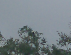 Ramphastos sulfuratus