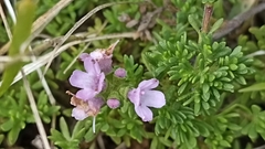 Thymus caespititius