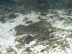 Parablennius parvicornis