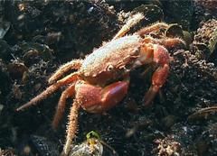 Pilumnus