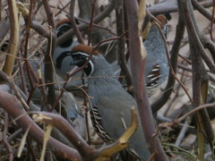 Callipepla gambelii