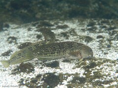 Parablennius parvicornis