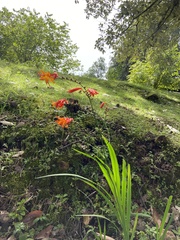 Iridaceae