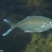 Pompano - Photo (c) Dennis Rabeling, some rights reserved (CC BY-NC-ND), uploaded by Dennis Rabeling