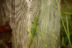 Phelsuma laticauda