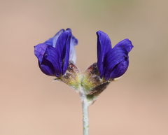 Psorothamnus scoparius