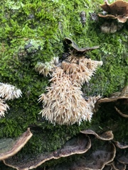 Radulomyces