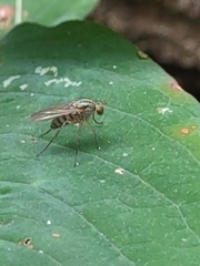 Dolichopus