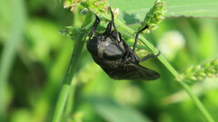 Tabanus atratus