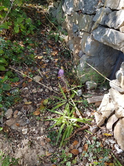 Scilla hyacinthoides
