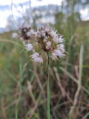 Allium suaveolens