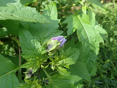 Nicandra physalodes