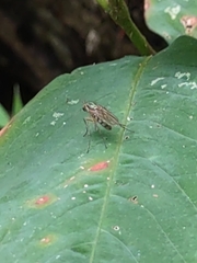 Dolichopus