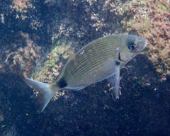 Diplodus sargus