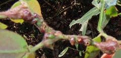 Aphidomorpha