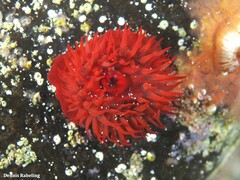 Actinia nigropunctata