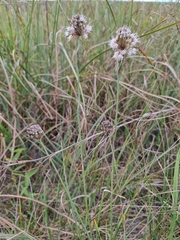 Allium suaveolens