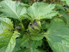 Nicandra physalodes
