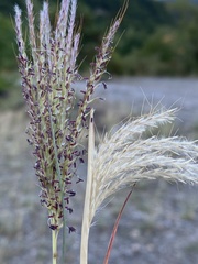 Bothriochloa ischaemum