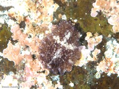 Thysanozoon brocchii