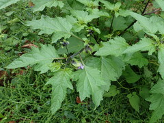 Nicandra physalodes