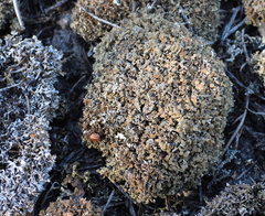 Cladonia strepsilis