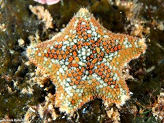 Asterina martinbarriosi