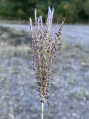 Bothriochloa ischaemum