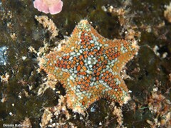 Asterina martinbarriosi