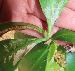 Peddiea africana