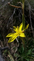 Moraea pallida