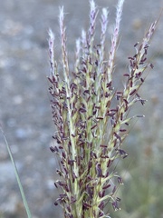 Bothriochloa ischaemum