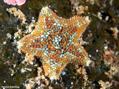 Asterina martinbarriosi