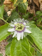 Passifloraceae