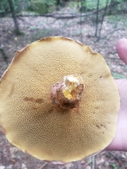 Suillus spraguei