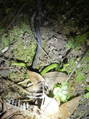 Trimeresurus albolabris