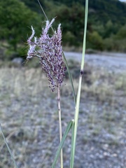 Bothriochloa ischaemum