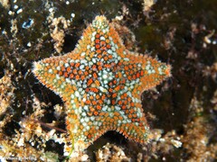 Asterina martinbarriosi