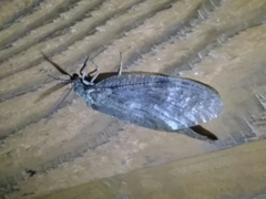 Megaloptera