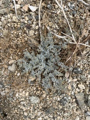 Euphorbia polycarpa